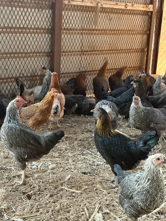 دجاج بلدي وفيومي 5