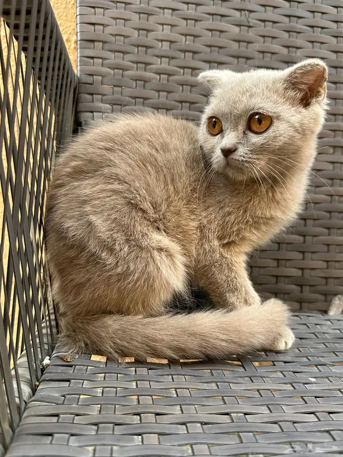 سكوتش ستريت أنثى و دبل فولد أنثى للبيع 6