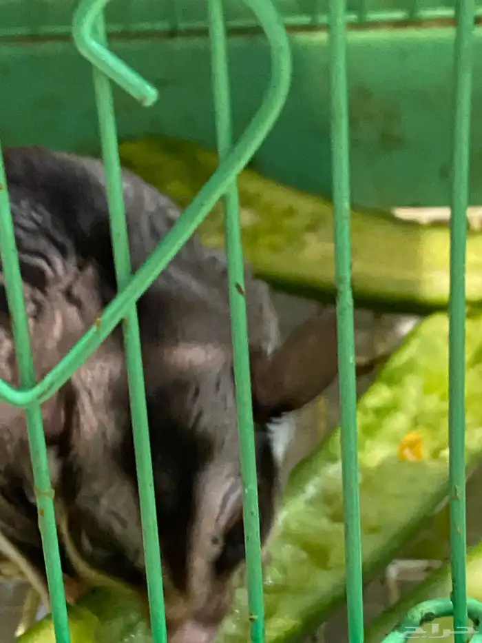 سنجاب الطائر 3