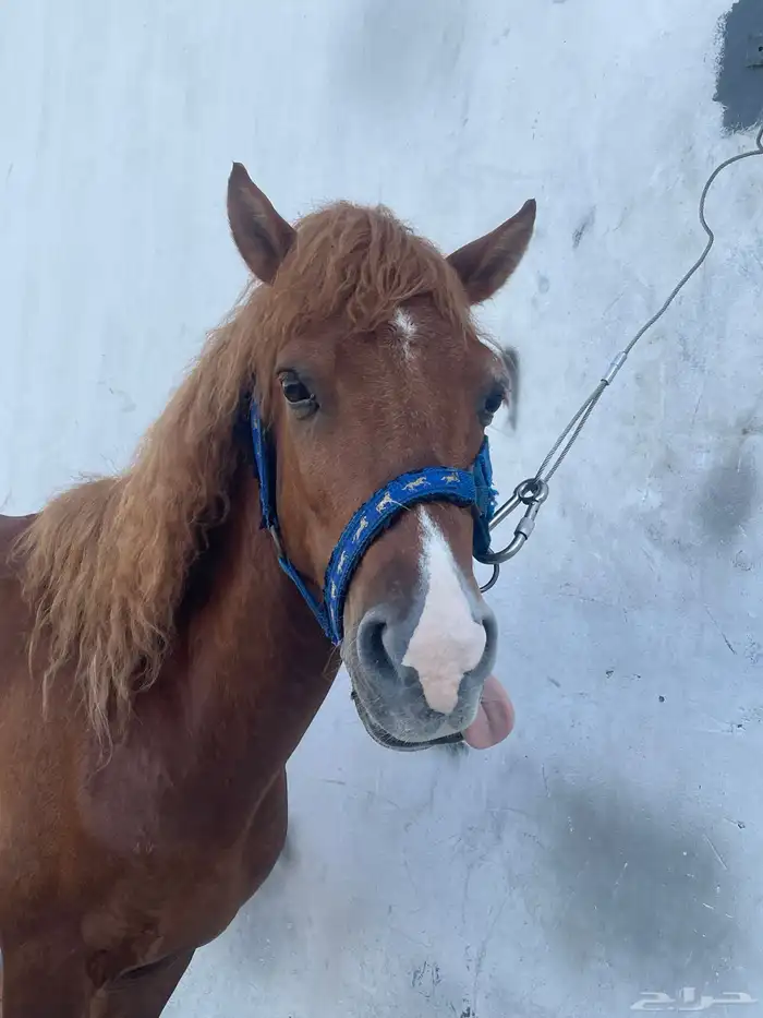 للبيع سيسي العمر 4سنوات 5