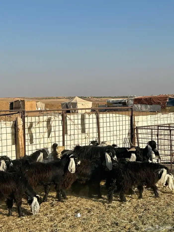 معزا جذعات مقرعات 3