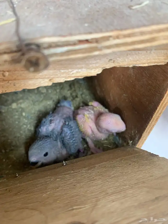 فروخ روز ( تم البيع ) 2