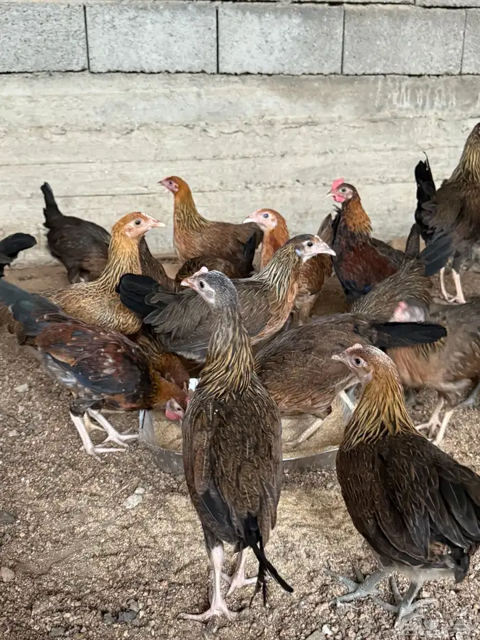 دجاج عربي بشاير 3