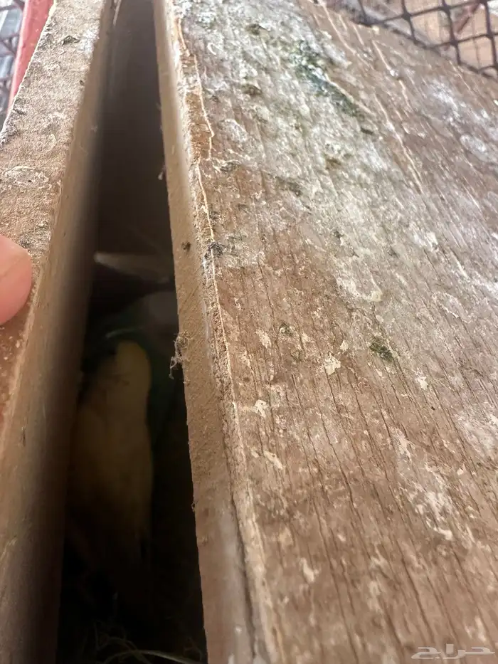 روز عيون حمر منتج 3