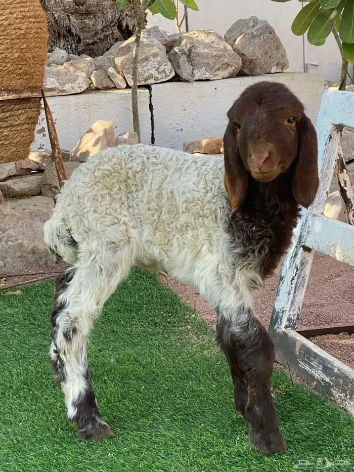 داغور شرط عمره سبوع 0