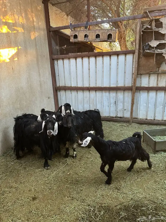 تيوس و فحول للبيع 4