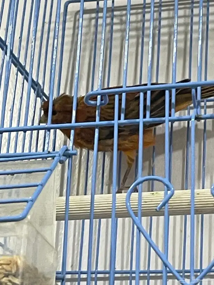 كناري سوري لون احمر ناري حجم طيب 3