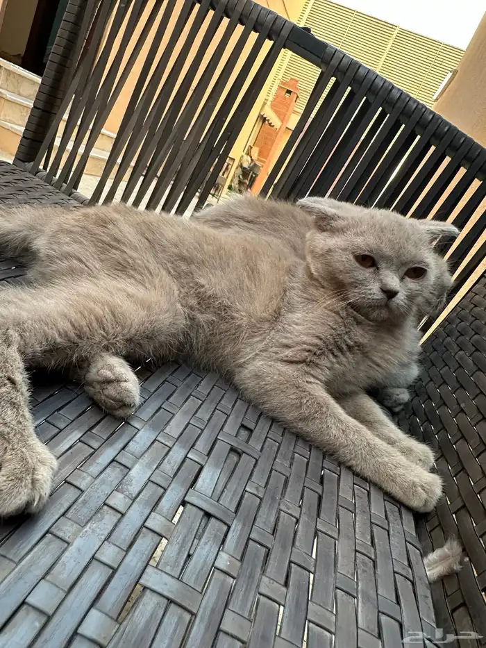 سكوتش ستريت أنثى و دبل فولد أنثى للبيع 8