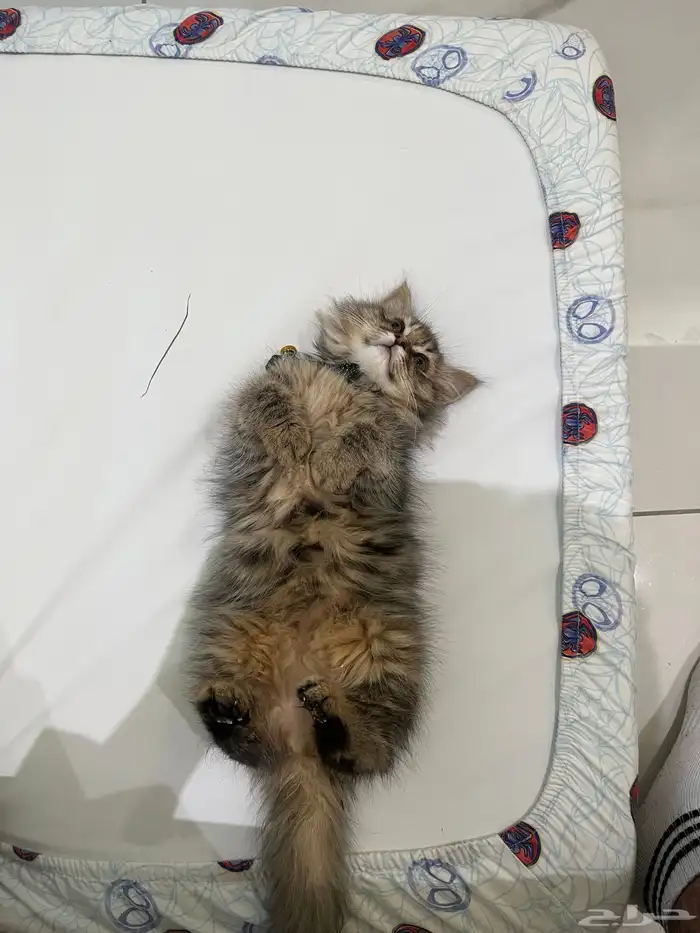 قطه للتبني 1