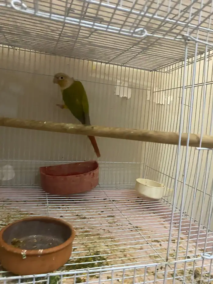 زوج كنيور اناناس 0