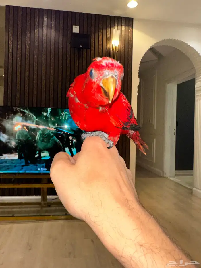 فروخ لوري رد جميلة ونوادر قريب هدد(عروض للجملة) 4