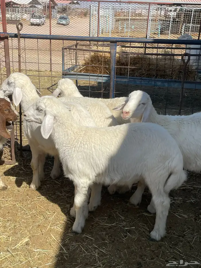 بهم حري وتيوس 16