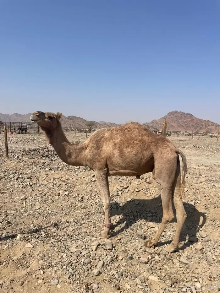 ناقه للبيع 3