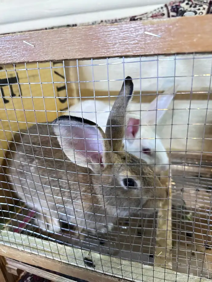 ارانب بلدي جوز 4