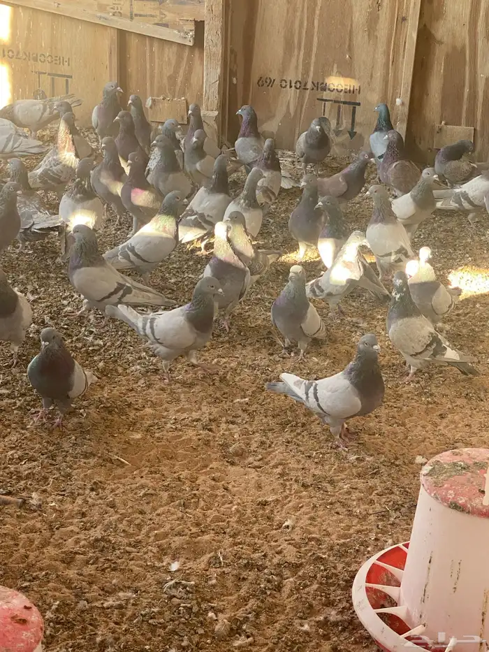 للبيع حمام فرنسي سلفر سوبر جانبو 0