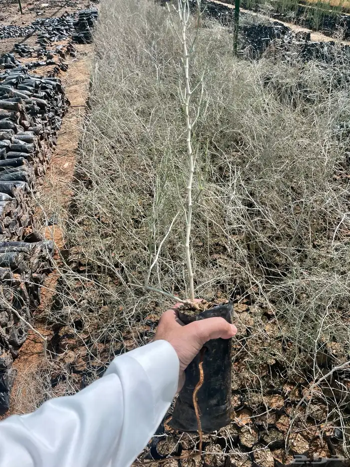 للبيع شتلات ارطى النفود 3