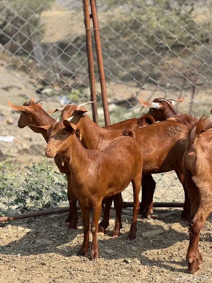 جفار دهم تأسيس مراح 1