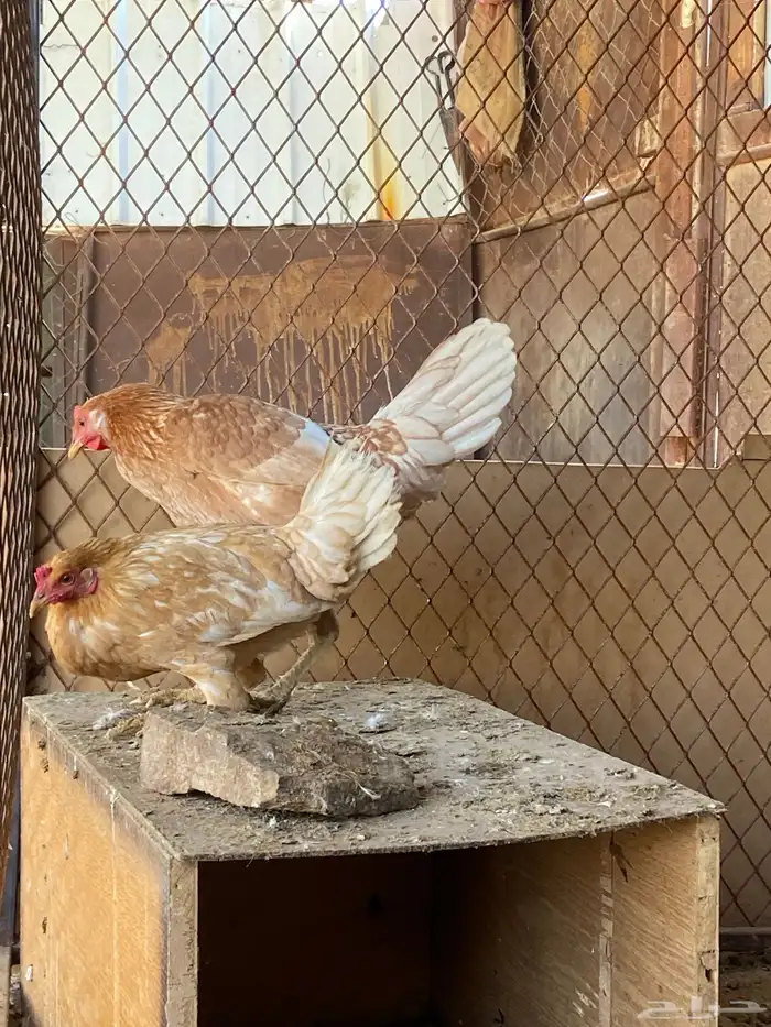 دجاج للبيع 1