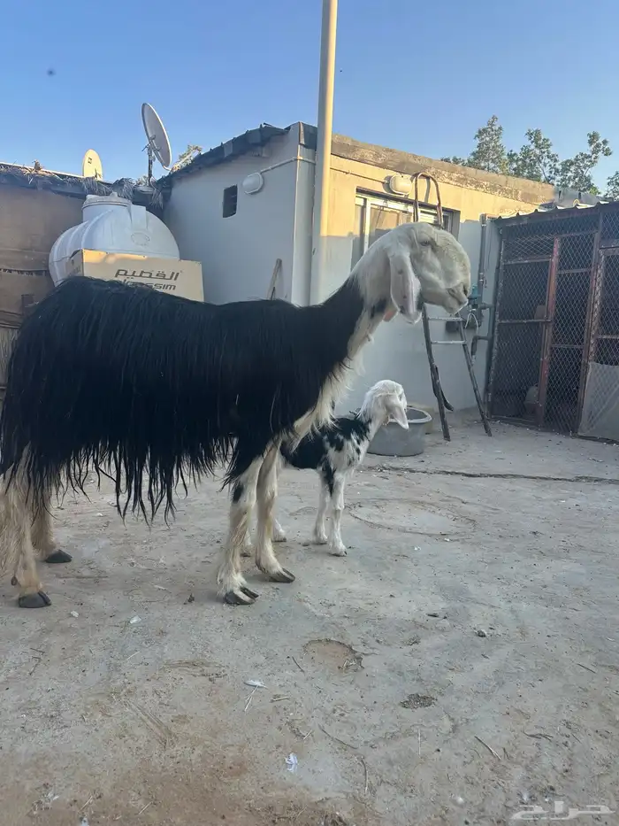 شات نجديه معها رخل 1