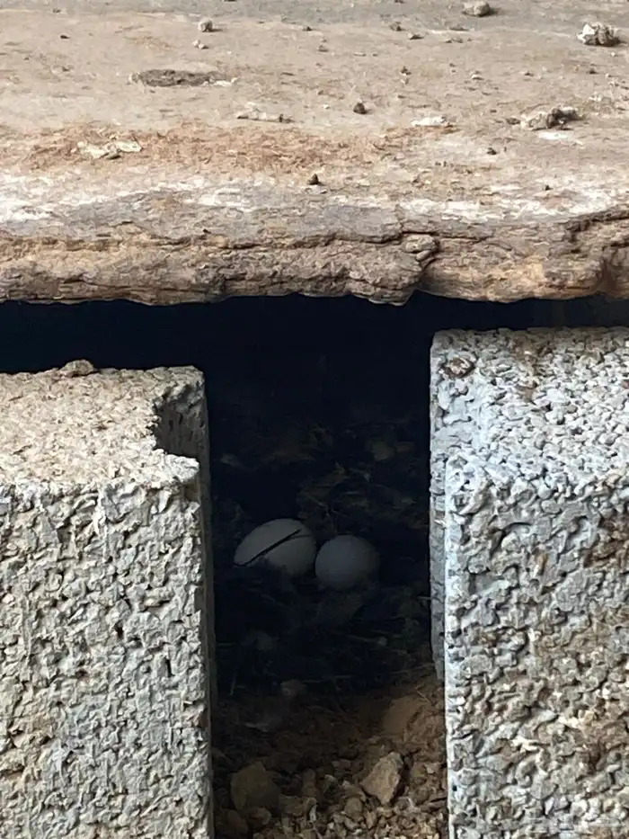 اعرض لكم 10 دجاج 4 دياكه وإنتاج كلها 8