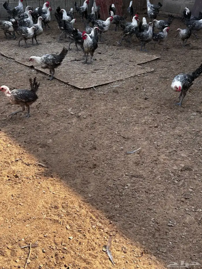 دجاج فيومي 0