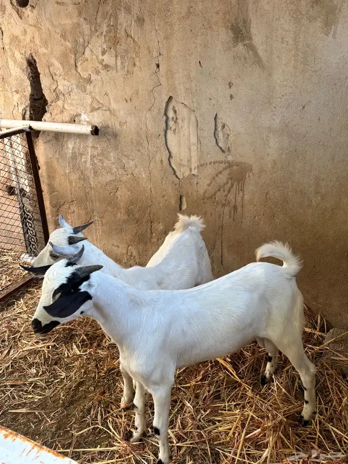 2تيوس ألموقع(بيش) 0