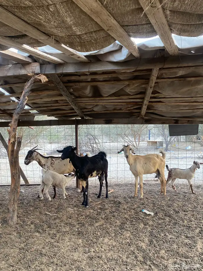 معزاء بيشيات بنات بعض 1