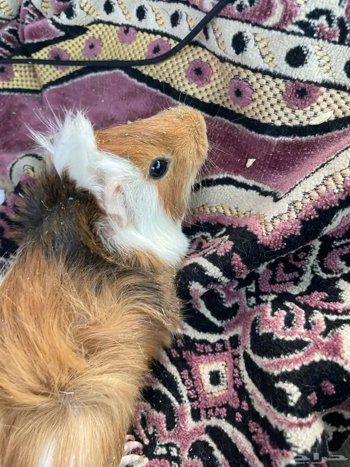 وباره بحريه 1