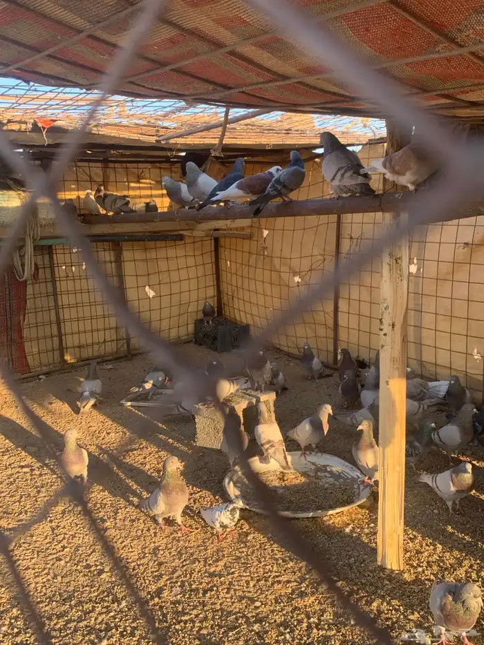 البيع حمام سلفر سوبر جانبو 4