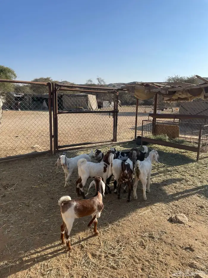 تيوس عوارض للبيع 0