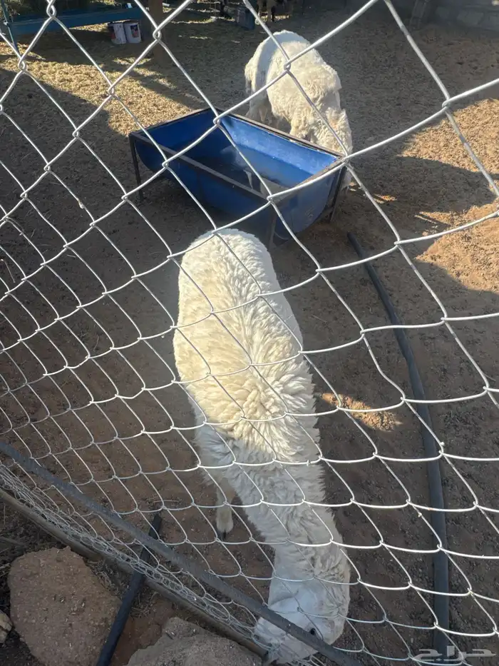 خروف ورخل حريات 1