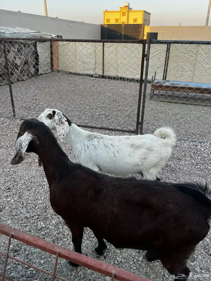 السلام عليكم ورحمة وبركاته 1