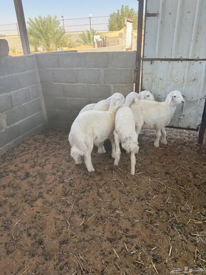 هرفي حري فاخر 0