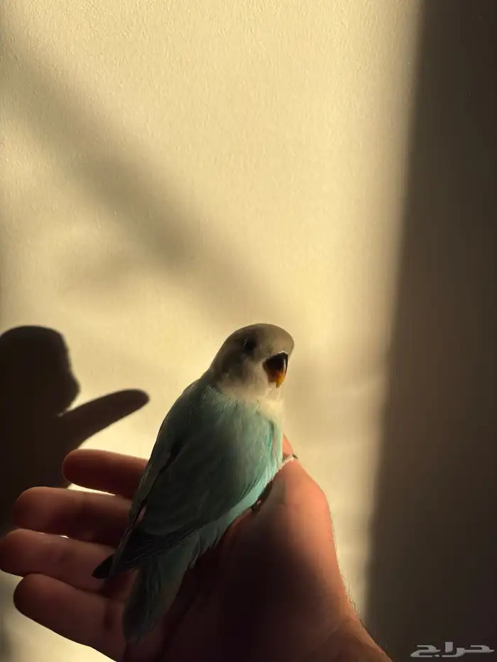 فرخ روز اليف و هدد بداية فطام 2