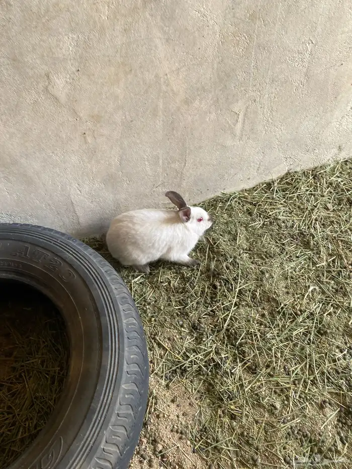 ارانب للبيع العمر من 9اشهورالى 8اشهور السوم30 2