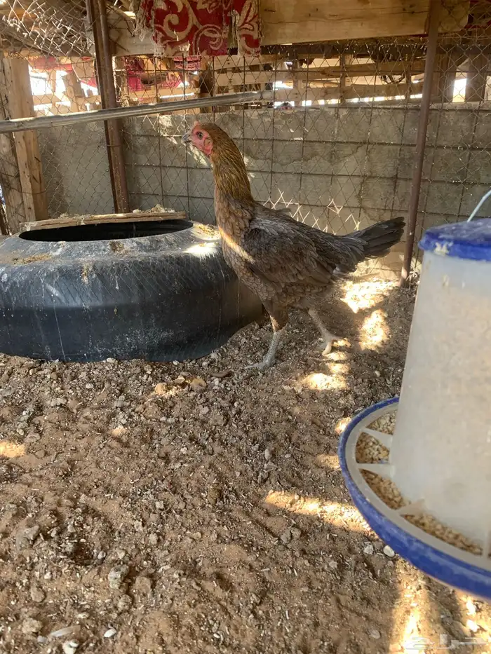 للبيع دجاج باكستاني ثلاث دجاج واحد ديك 1