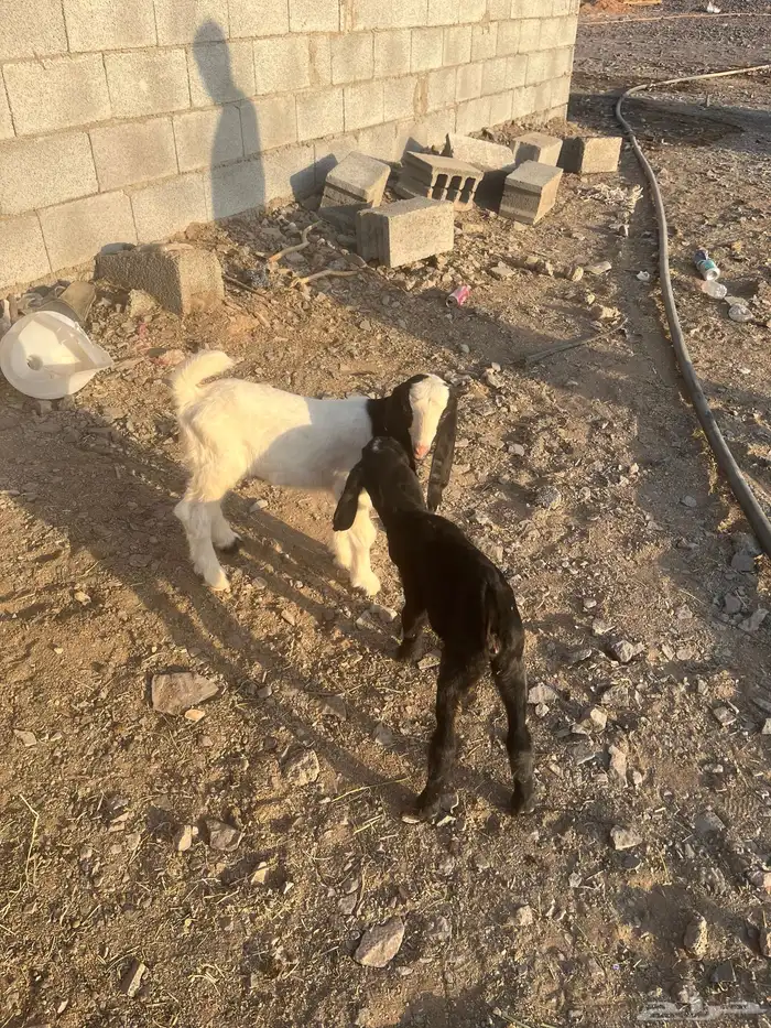 دواغير تيس وجفرة 1