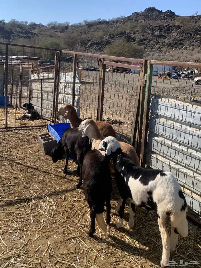 رخال سواكن تيلاد 0