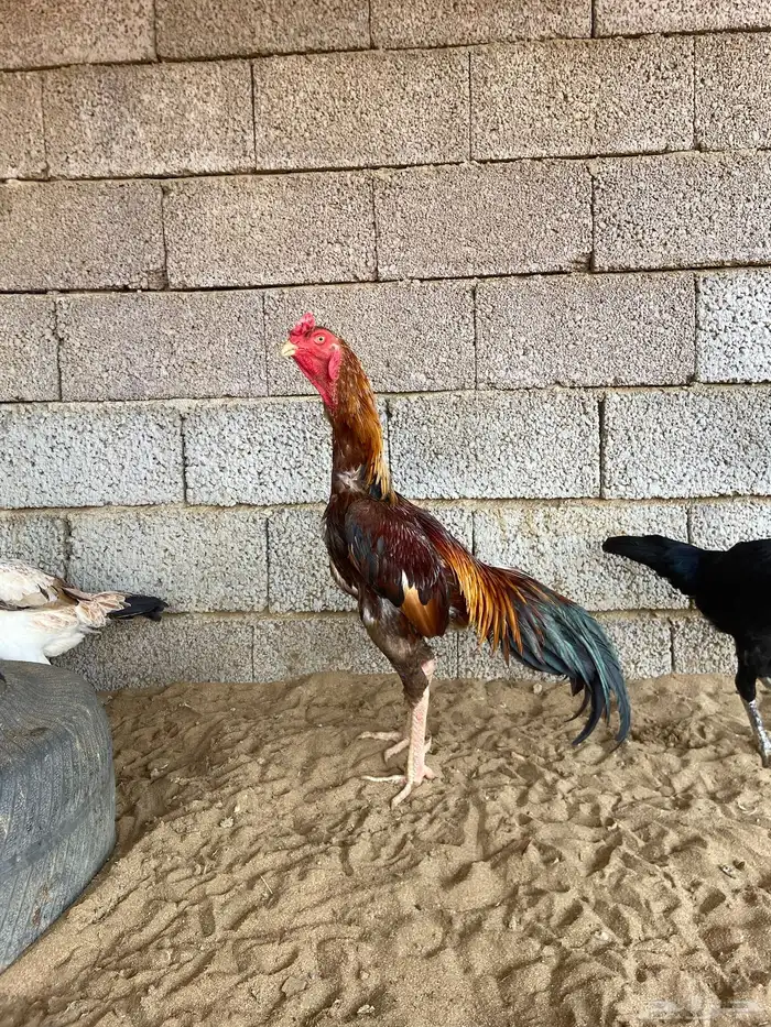 ديك شامو الماني 0