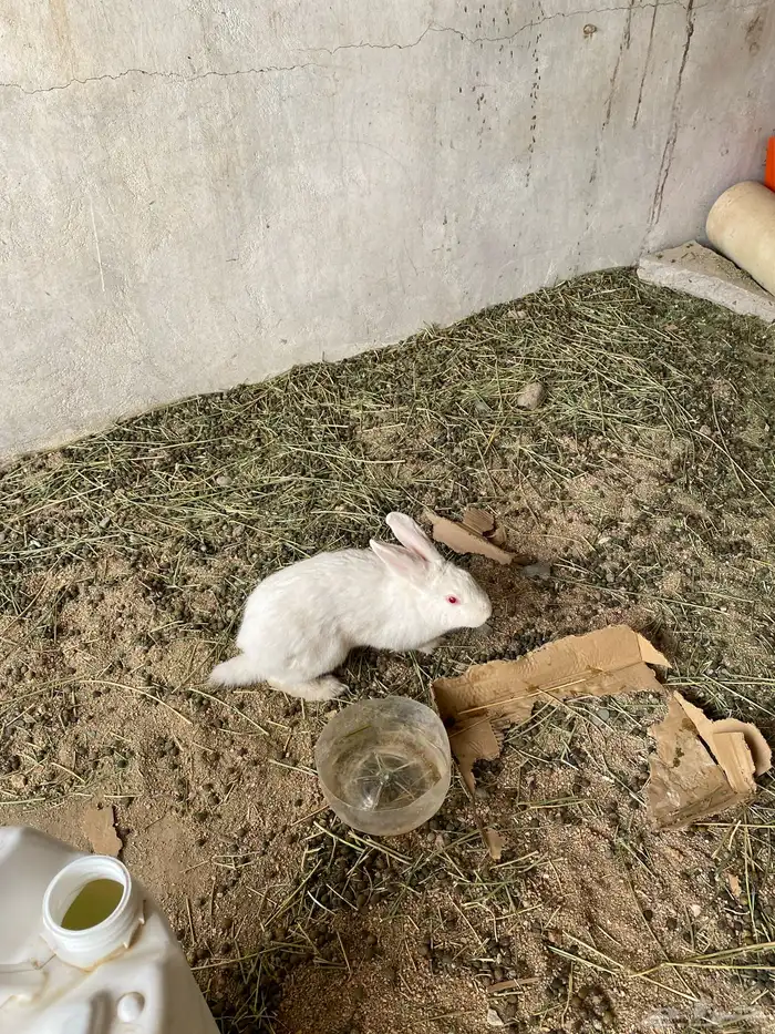 ارانب للبيع العمر من 9اشهورالى 8اشهور السوم30 0