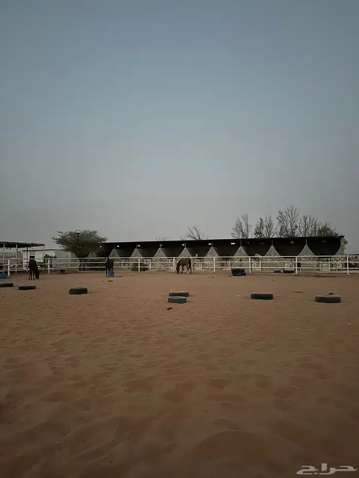 إيواء خيل ملهم 4