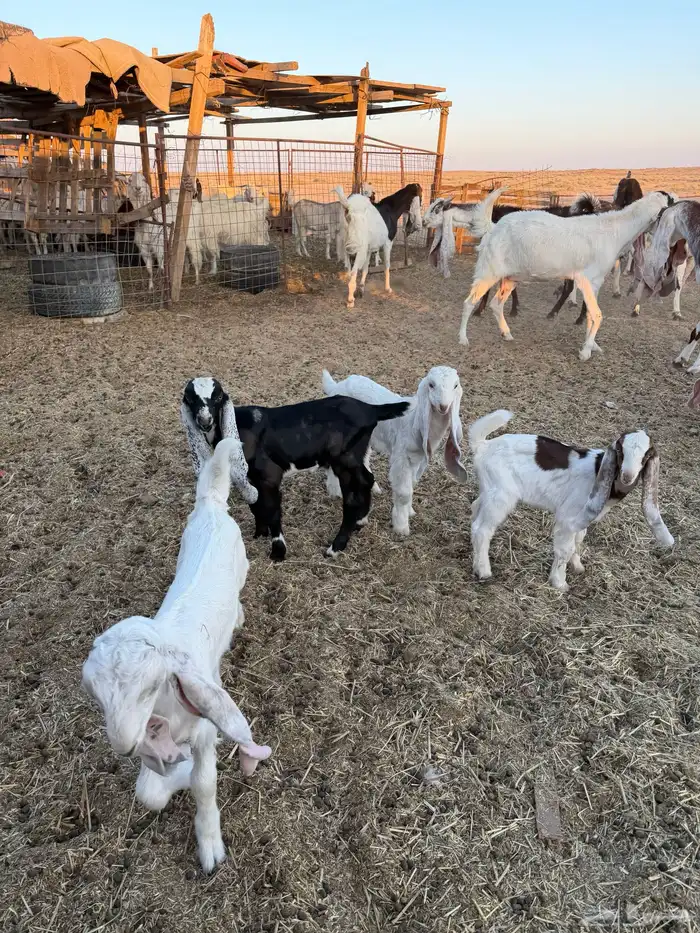 معزاء هولنديات 3