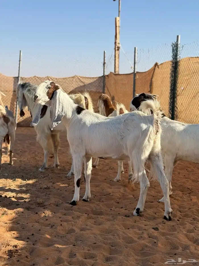 معزا طيبات مقرعات 0