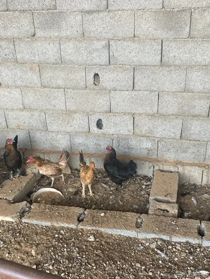 اعرض لكم 10 دجاج 4 دياكه وإنتاج كلها 6