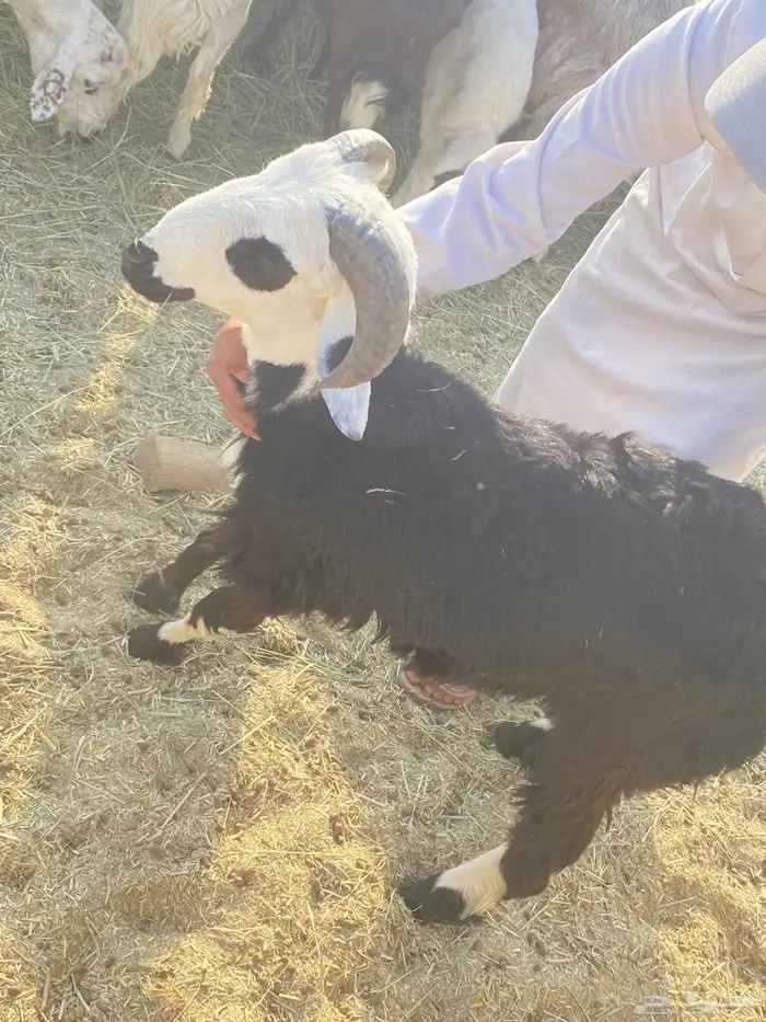 غنم للبيع جملة ضأن وماعز بيشة 8