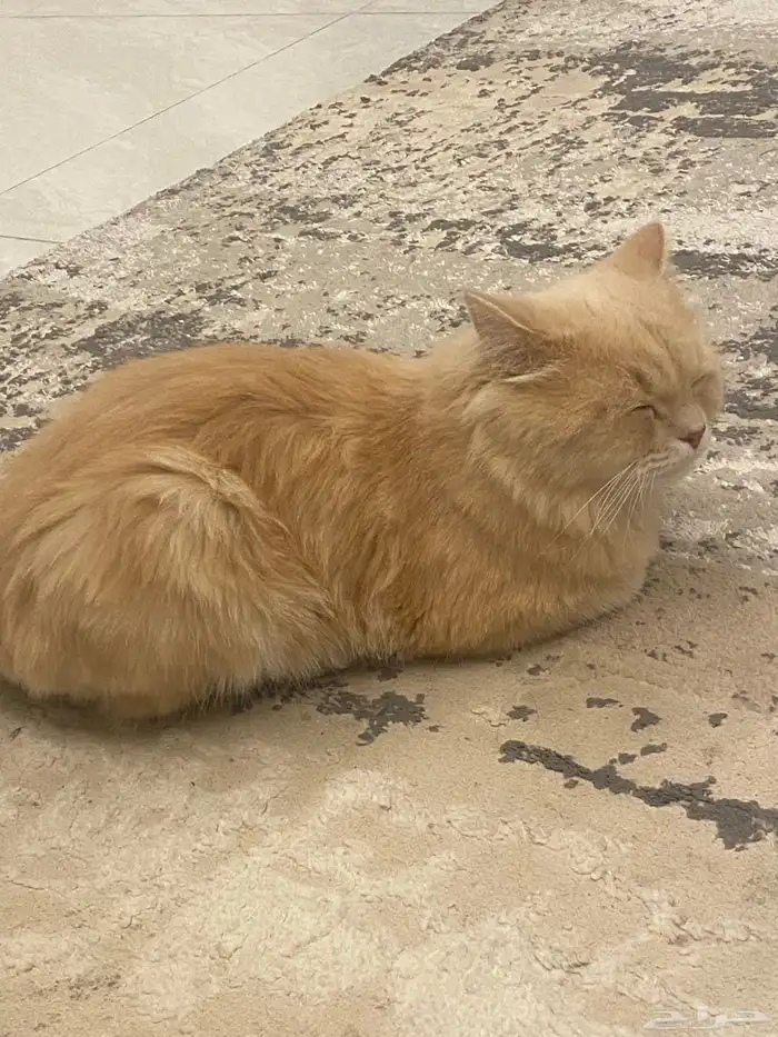 قط ذكر معقم 2