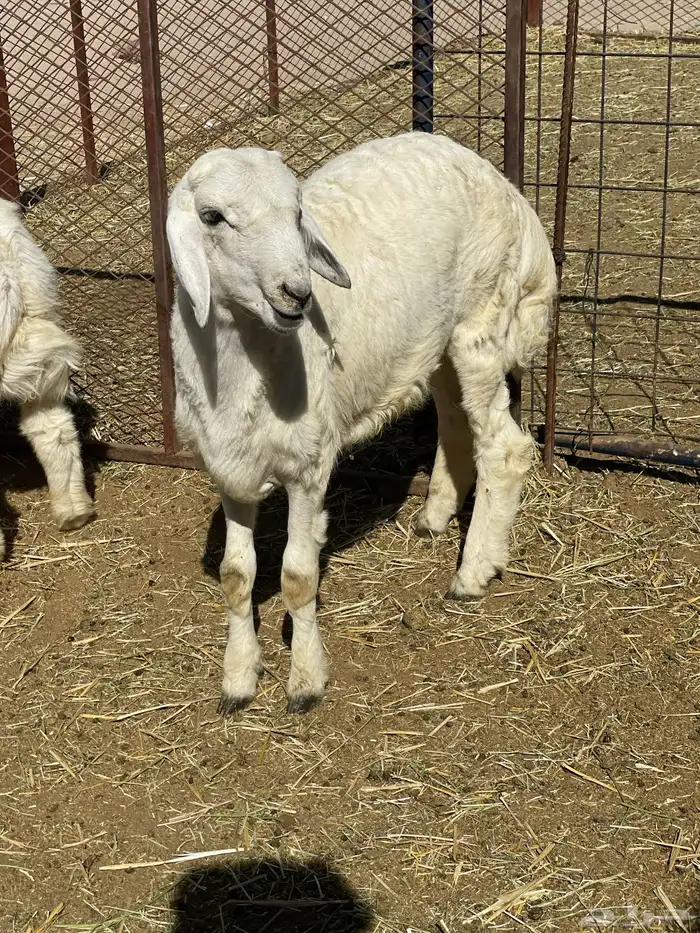 بهم حري وتيوس 18