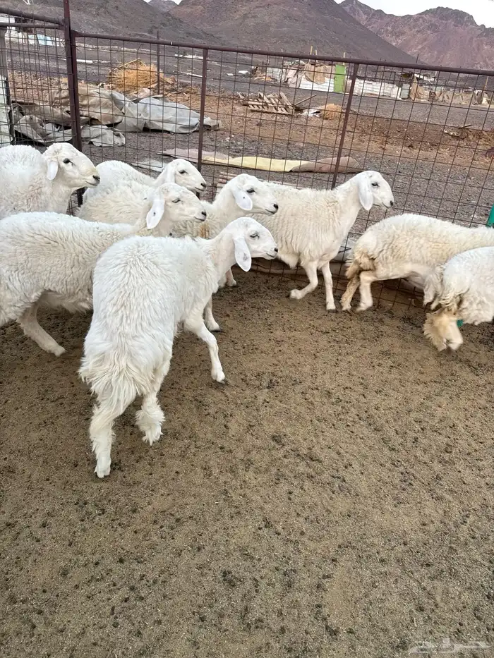 رخال جذعات للبيع 6