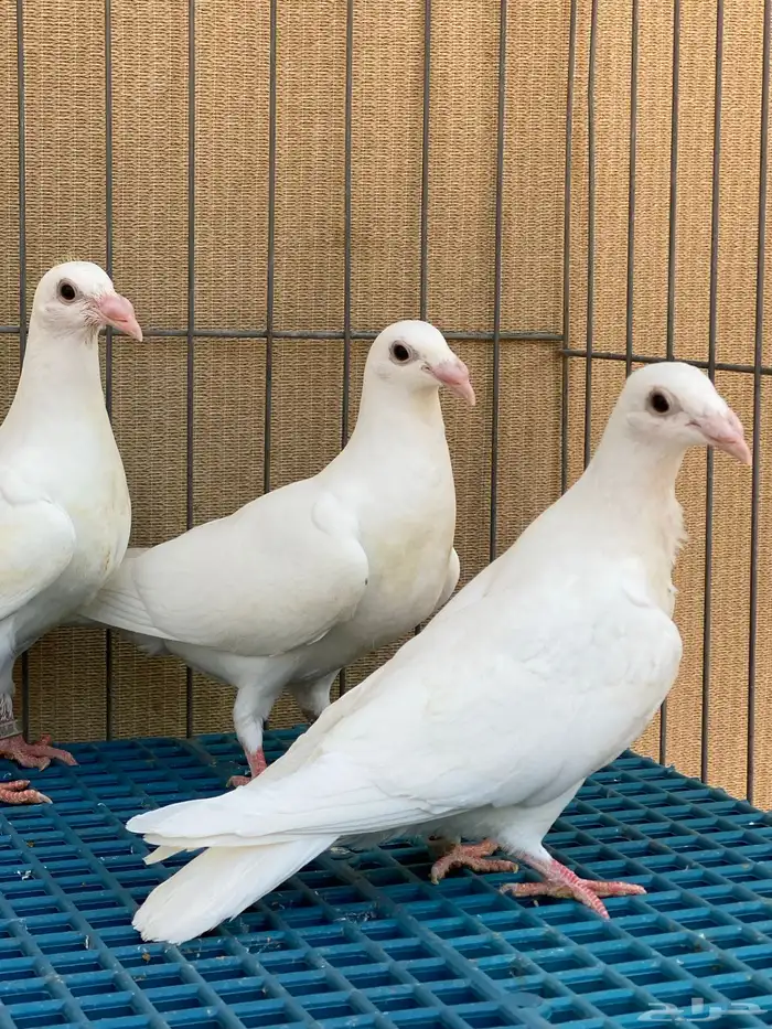 زاجل ابيض واسود 6