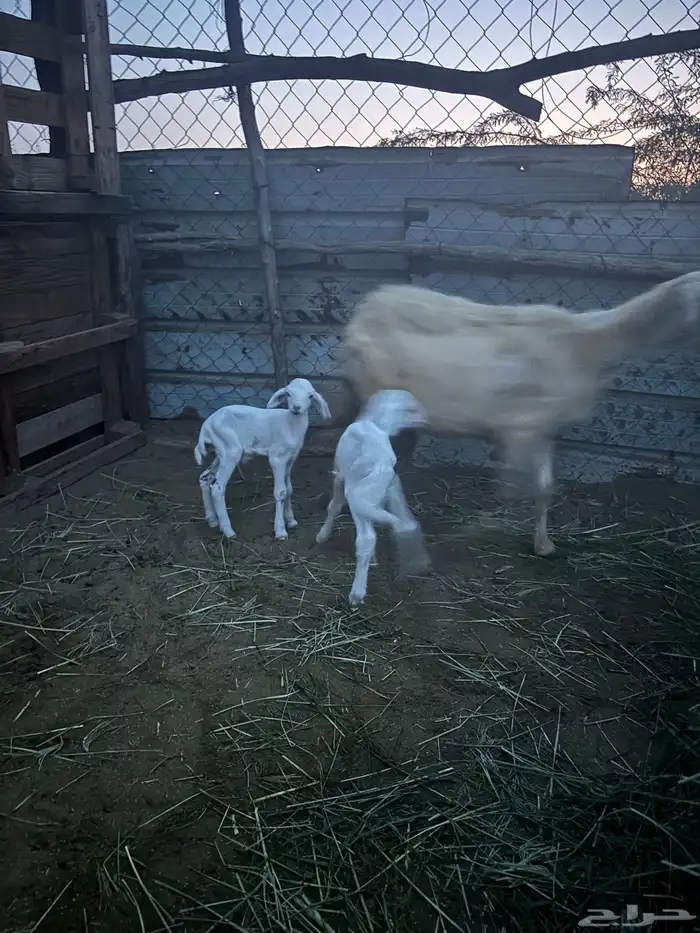 نعجه حريه للبيع معها اثنين كباشه 0